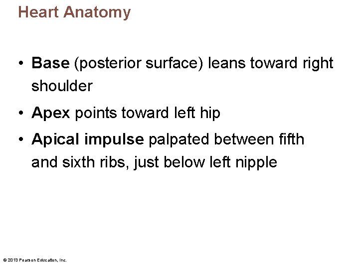 Heart Anatomy • Base (posterior surface) leans toward right shoulder • Apex points toward