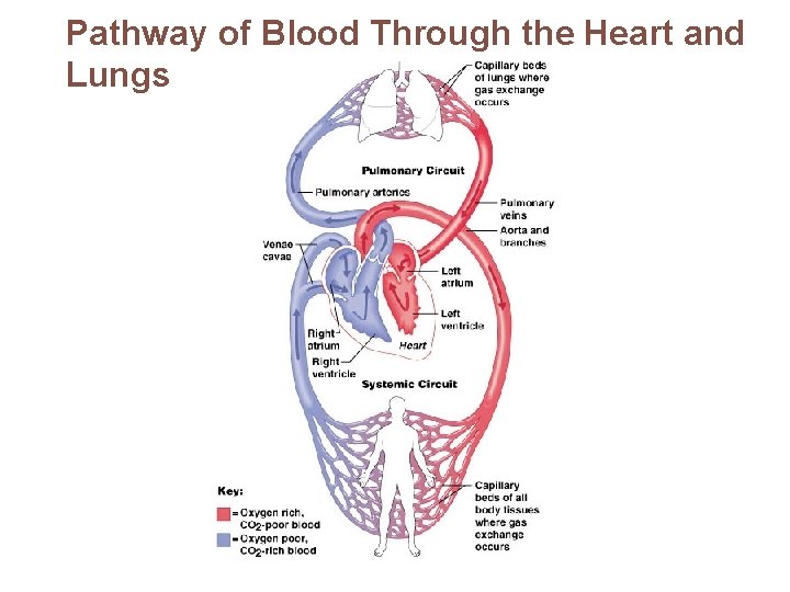 Pathway of Blood Through the Heart and Lungs 