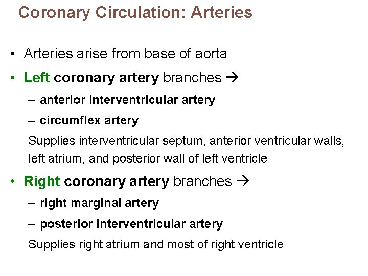 Coronary Circulation: Arteries • Arteries arise from base of aorta • Left coronary artery