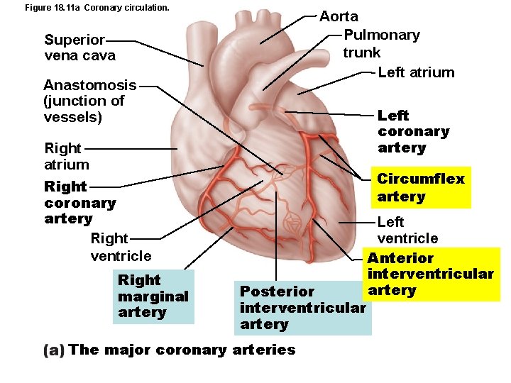 Figure 18. 11 a Coronary circulation. Aorta Pulmonary trunk Left atrium Superior vena cava