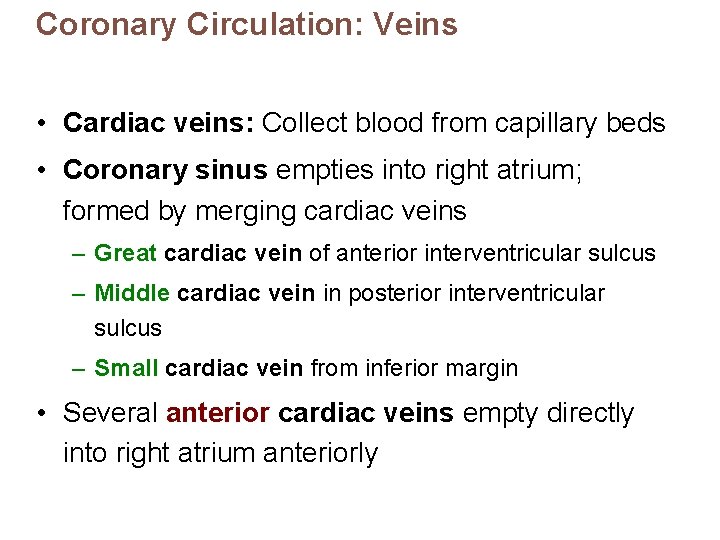 Coronary Circulation: Veins • Cardiac veins: Collect blood from capillary beds • Coronary sinus