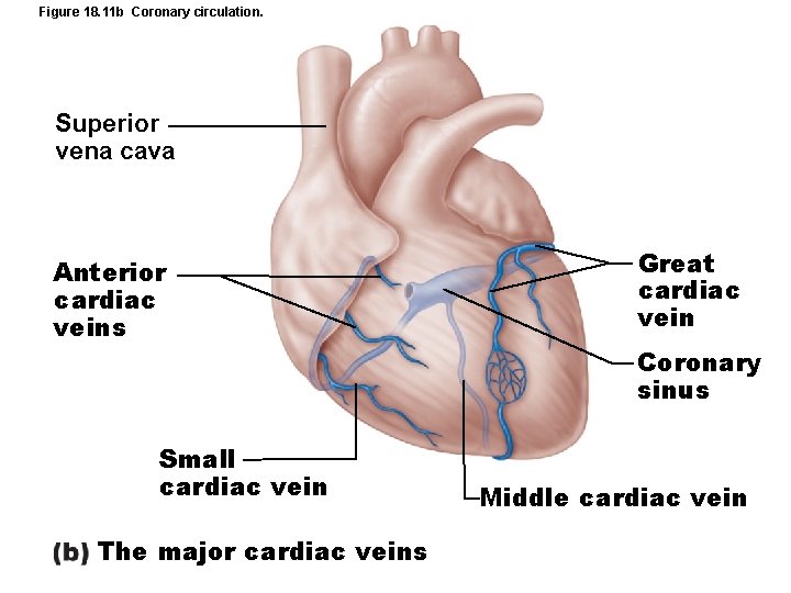Figure 18. 11 b Coronary circulation. Superior vena cava Anterior cardiac veins Small cardiac