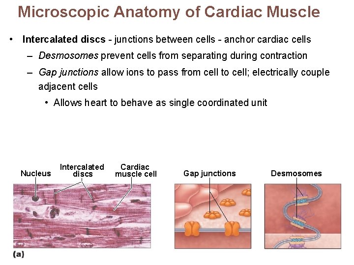 Microscopic Anatomy of Cardiac Muscle • Intercalated discs - junctions between cells - anchor