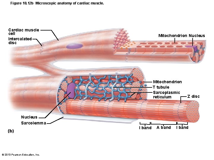 Figure 18. 12 b Microscopic anatomy of cardiac muscle. Cardiac muscle cell Intercalated disc