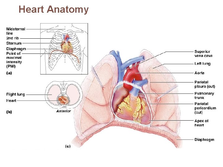 Heart Anatomy 