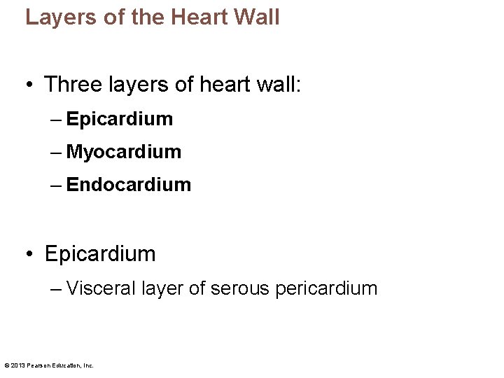 Layers of the Heart Wall • Three layers of heart wall: – Epicardium –