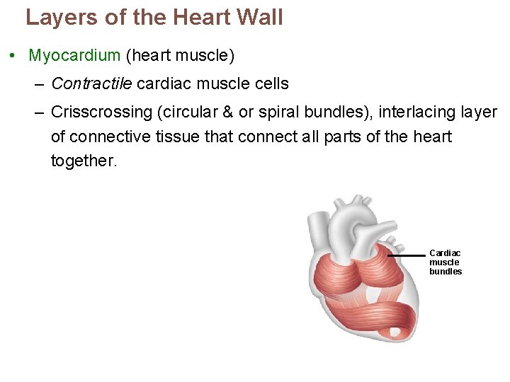 Layers of the Heart Wall • Myocardium (heart muscle) – Contractile cardiac muscle cells