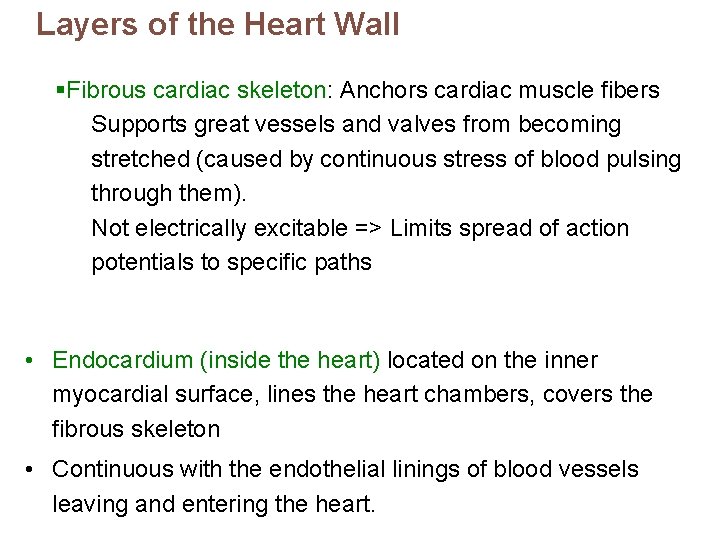 Layers of the Heart Wall §Fibrous cardiac skeleton: Anchors cardiac muscle fibers Supports great