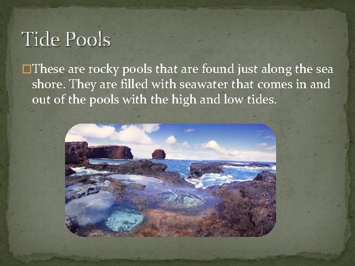 Tide Pools �These are rocky pools that are found just along the sea shore.