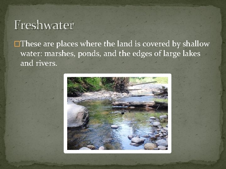 Freshwater �These are places where the land is covered by shallow water: marshes, ponds,