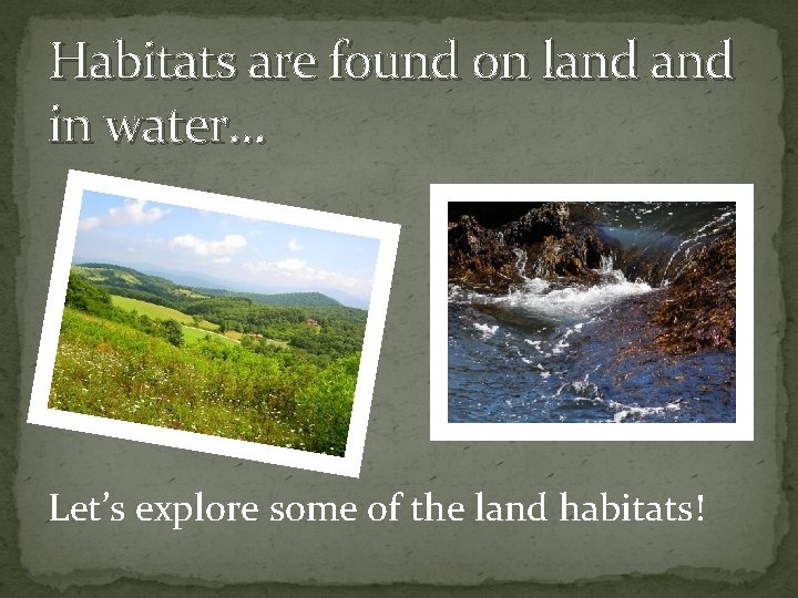 Habitats are found on land in water… Let’s explore some of the land habitats!