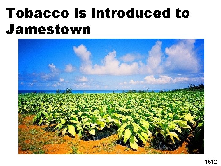 Tobacco is introduced to Jamestown 1612 