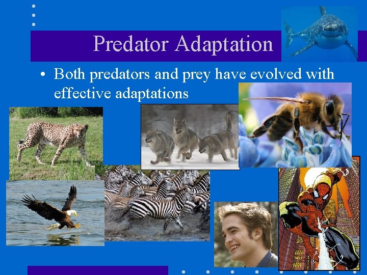Predator Adaptation • Both predators and prey have evolved with effective adaptations 
