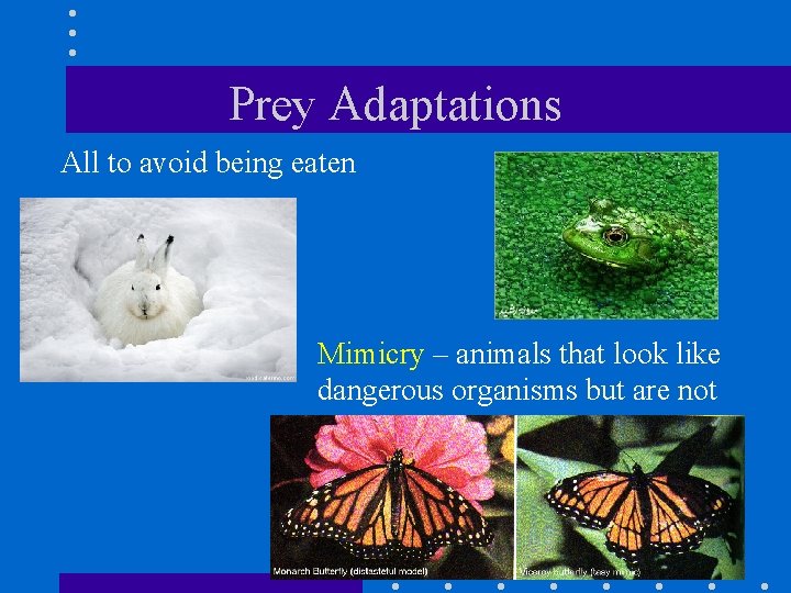 Prey Adaptations All to avoid being eaten Mimicry – animals that look like dangerous