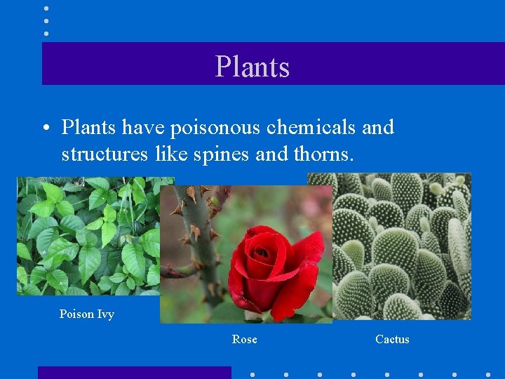 Plants • Plants have poisonous chemicals and structures like spines and thorns. Poison Ivy