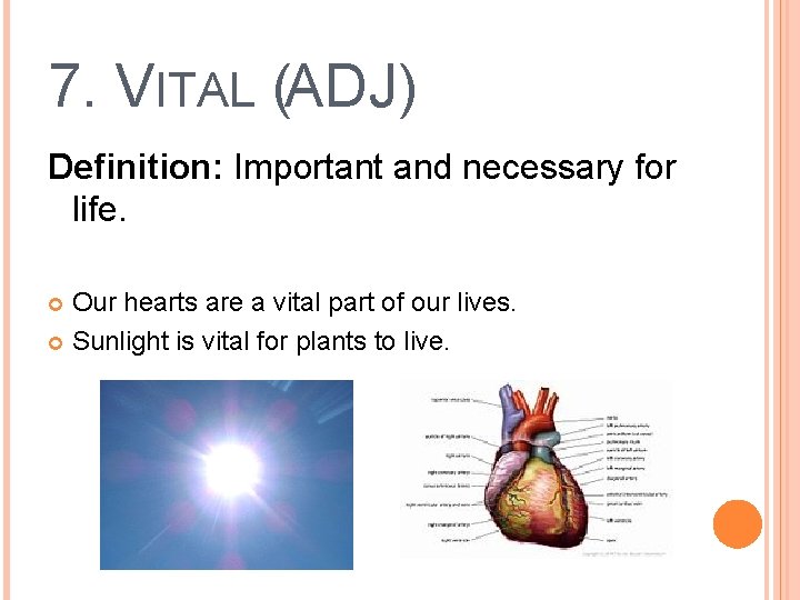 7. VITAL (ADJ) Definition: Important and necessary for life. Our hearts are a vital