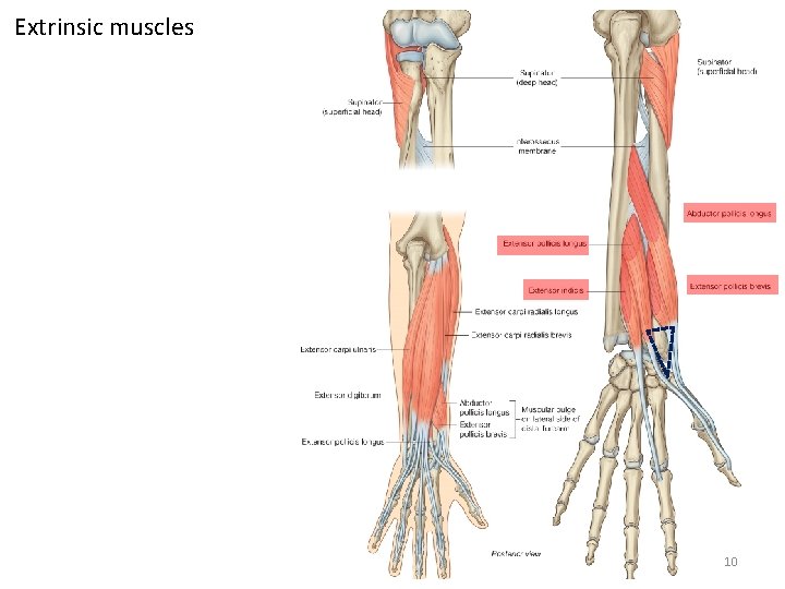 Extrinsic muscles 10 