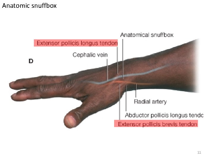 Anatomic snuffbox 11 