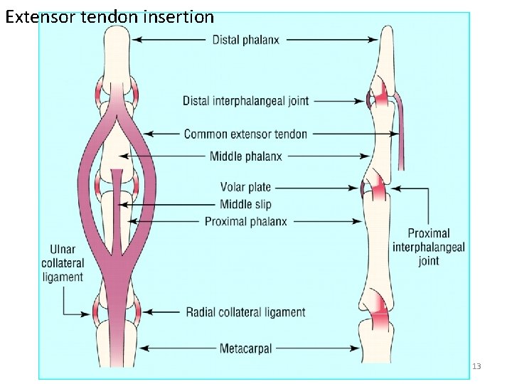 Extensor tendon insertion 13 