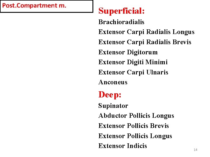 Post. Compartment m. Superficial: Brachioradialis Extensor Carpi Radialis Longus Extensor Carpi Radialis Brevis Extensor