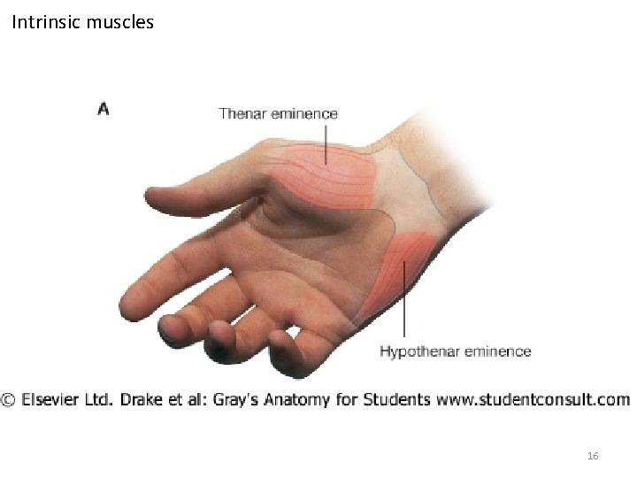 Intrinsic muscles 16 