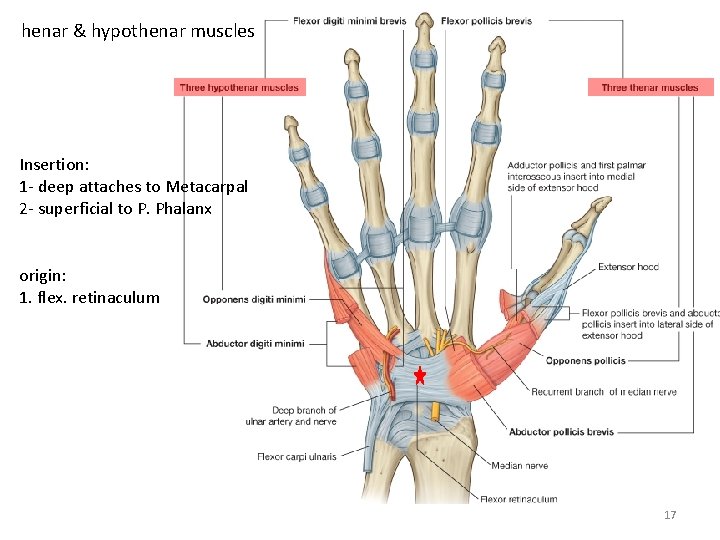 henar & hypothenar muscles Insertion: 1 - deep attaches to Metacarpal 2 - superficial