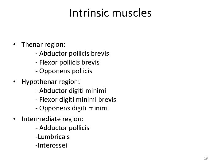Intrinsic muscles • Thenar region: - Abductor pollicis brevis - Flexor pollicis brevis -