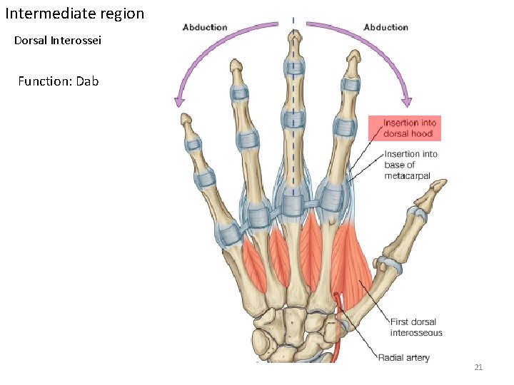 Intermediate region Dorsal Interossei Function: Dab 21 