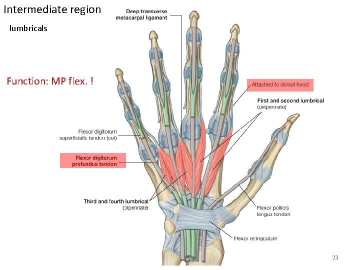 Intermediate region lumbricals Function: MP flex. ! 23 