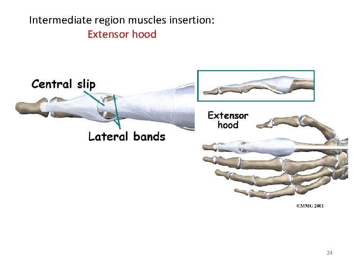 Intermediate region muscles insertion: Extensor hood 24 
