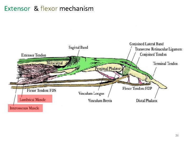 Extensor & flexor mechanism 26 