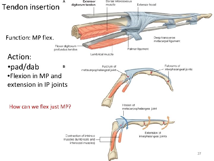 Tendon insertion Function: MP flex. Action: • pad/dab • Flexion in MP and extension