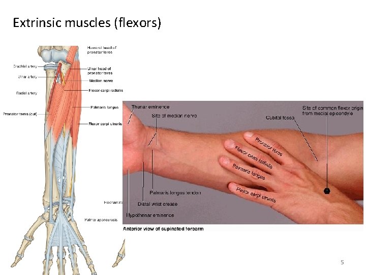 Extrinsic muscles (flexors) 5 