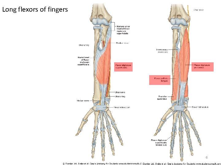 Long flexors of fingers 6 