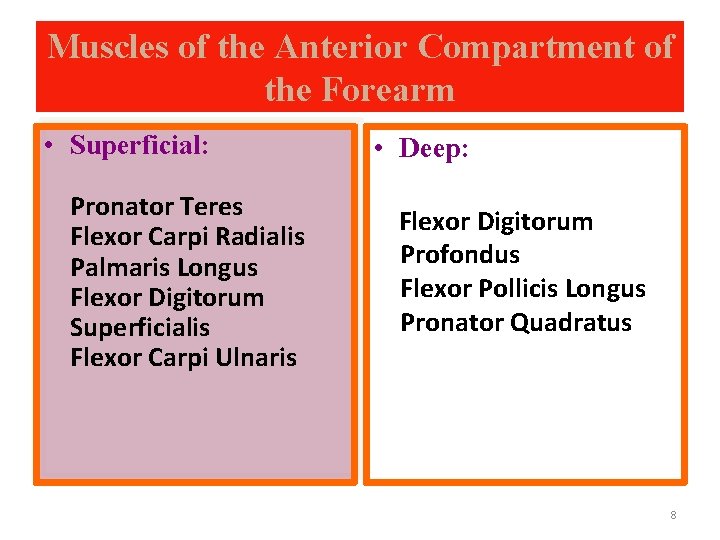 Muscles of the Anterior Compartment of the Forearm • Superficial: Pronator Teres Flexor Carpi