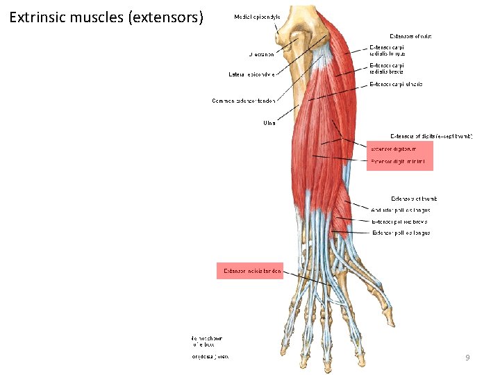 Extrinsic muscles (extensors) 9 