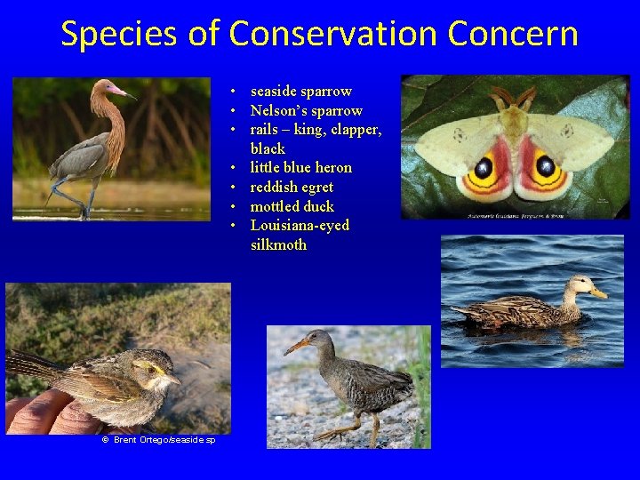 Species of Conservation Concern • seaside sparrow • Nelson’s sparrow • rails – king,