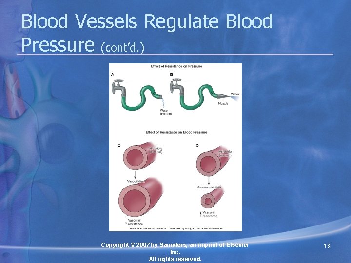 Blood Vessels Regulate Blood Pressure (cont’d. ) Copyright © 2007 by Saunders, an imprint