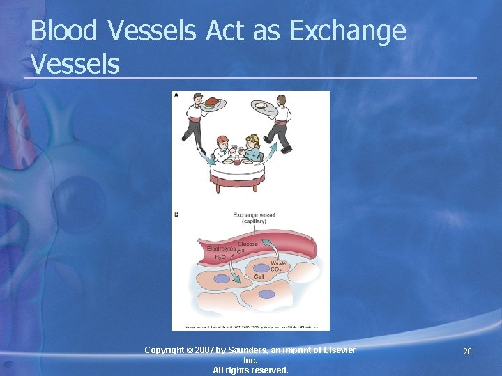 Blood Vessels Act as Exchange Vessels Copyright © 2007 by Saunders, an imprint of