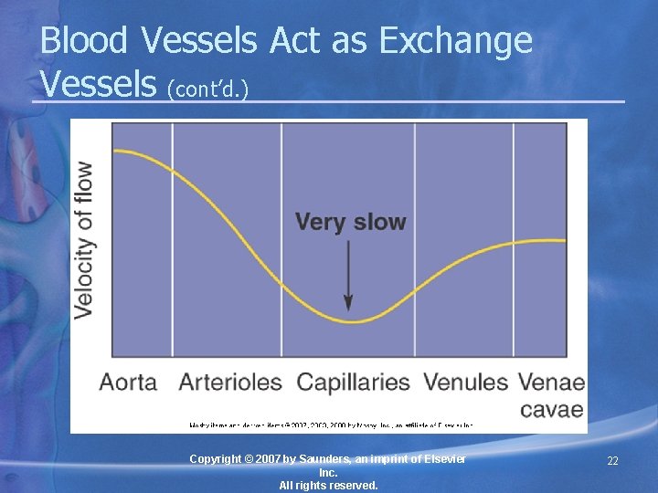 Blood Vessels Act as Exchange Vessels (cont’d. ) Copyright © 2007 by Saunders, an