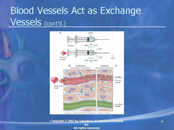 Blood Vessels Act as Exchange Vessels (cont’d. ) Copyright © 2007 by Saunders, an