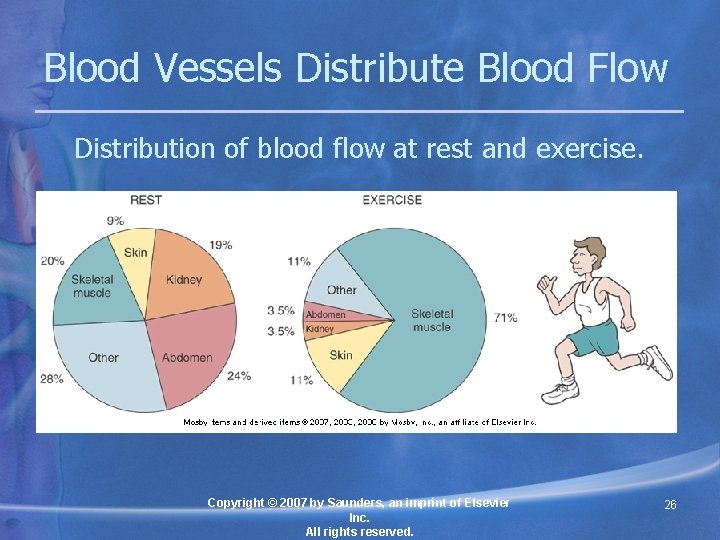 Blood Vessels Distribute Blood Flow Distribution of blood flow at rest and exercise. Copyright