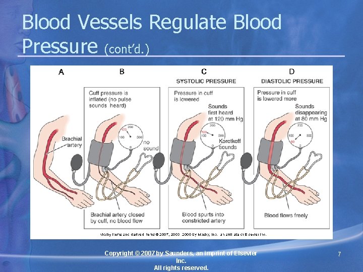 Blood Vessels Regulate Blood Pressure (cont’d. ) Copyright © 2007 by Saunders, an imprint