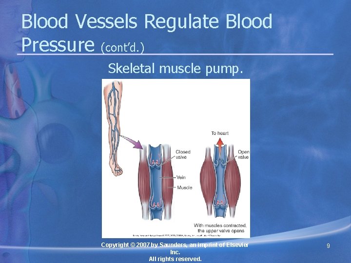 Blood Vessels Regulate Blood Pressure (cont’d. ) Skeletal muscle pump. Copyright © 2007 by