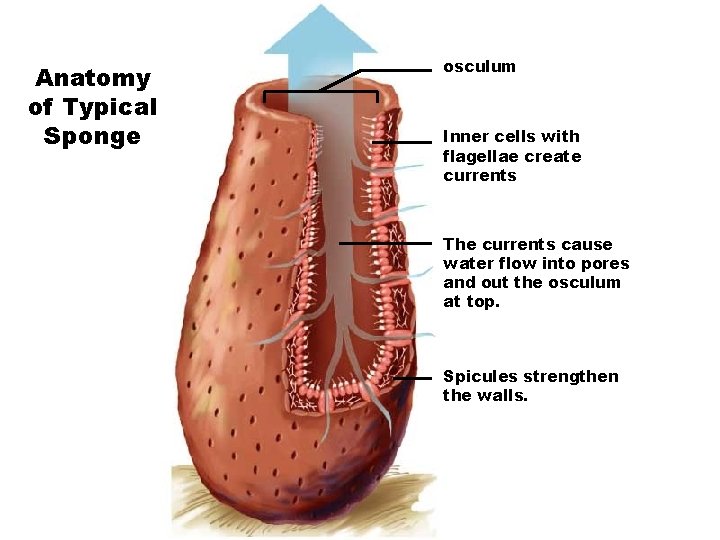 Anatomy of Typical Sponge osculum Inner cells with flagellae create currents The currents cause