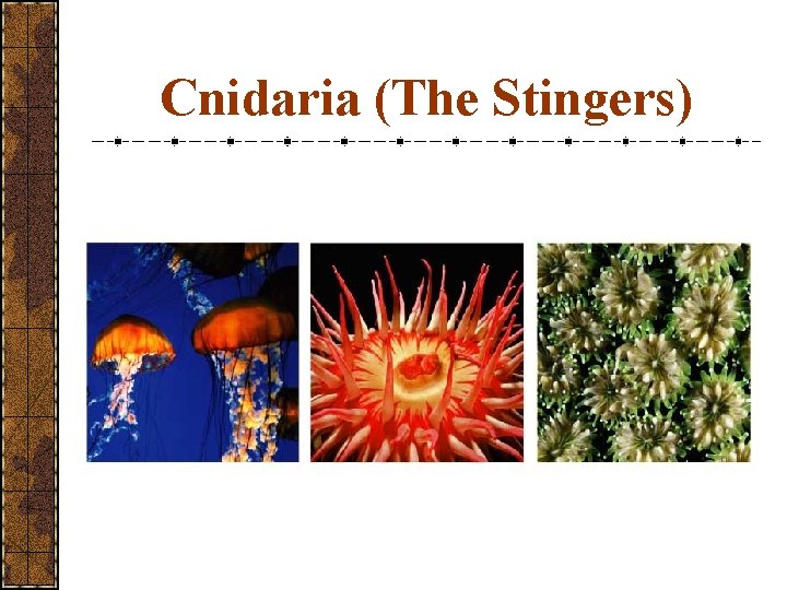 Cnidaria (The Stingers) 