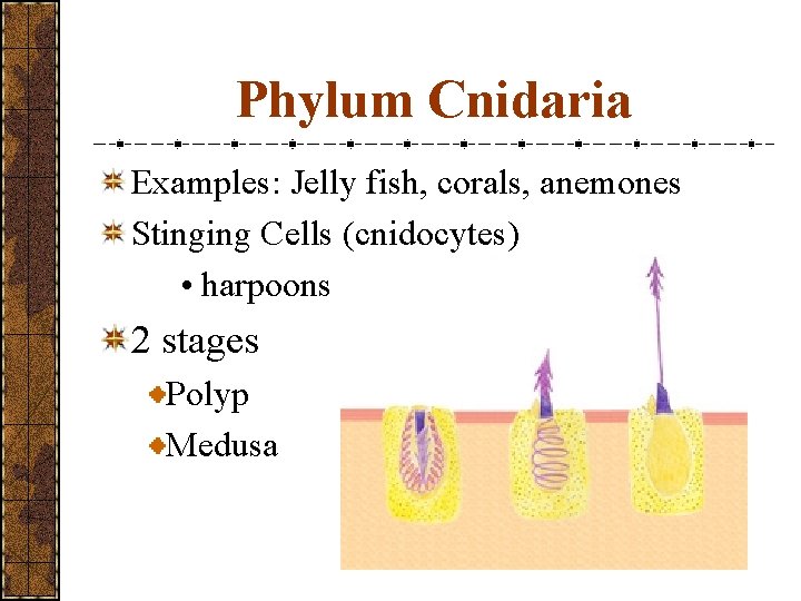 Phylum Cnidaria Examples: Jelly fish, corals, anemones Stinging Cells (cnidocytes) • harpoons 2 stages