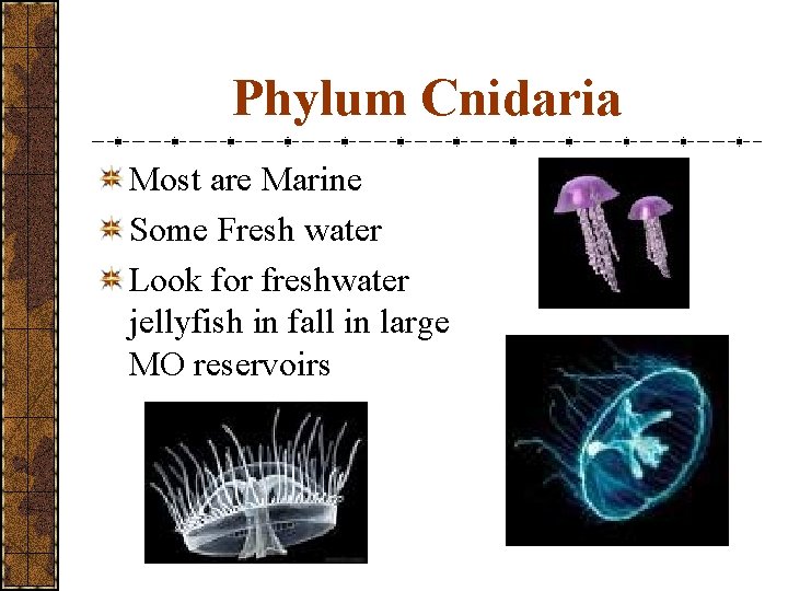 Phylum Cnidaria Most are Marine Some Fresh water Look for freshwater jellyfish in fall