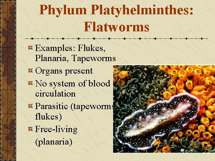 Phylum Platyhelminthes: Flatworms Examples: Flukes, Planaria, Tapeworms Organs present No system of blood circulation