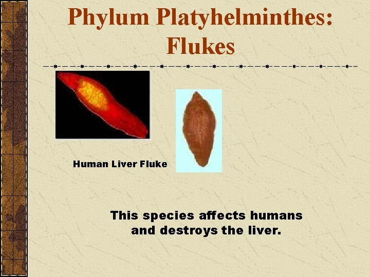 Phylum Platyhelminthes: Flukes Human Liver Fluke This species affects humans and destroys the liver.